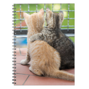 Caderno Espiral Imagens de Getty   dois gatinhos em um balcão