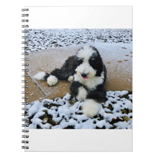 CADERNO ESPIRAL IMG_9916