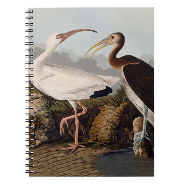 Caderno Espiral Impressão Clássica de Pássaro Íbis Branco de John  (Frente)
