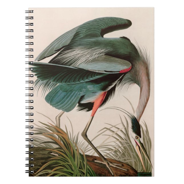 Caderno Espiral Impressão de excelente de Audubon, Aves Azuis- da  (Frente)