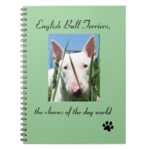 Inglês bull terrier os palhaços do mundo do cão