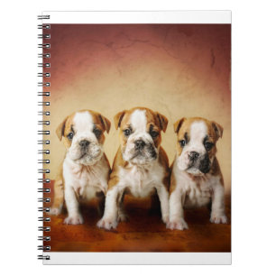 Caderno Espiral Inglês Bulldog Torna-se Muito Bonito