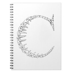 Caderno Espiral Inicial do osso da letra C