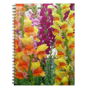 Caderno Espiral Instantâneos corados