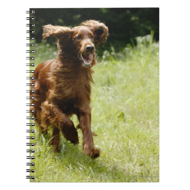 Caderno Espiral Irish Setter (Frente)