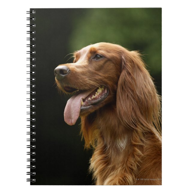 Caderno Espiral Irish Setter 2 (Frente)