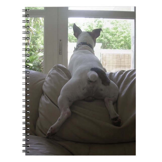 Caderno Espiral Jack Russell Terrier (Frente)