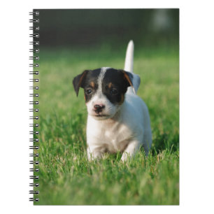 Caderno Espiral Jack Russell Terrier cachorrinho