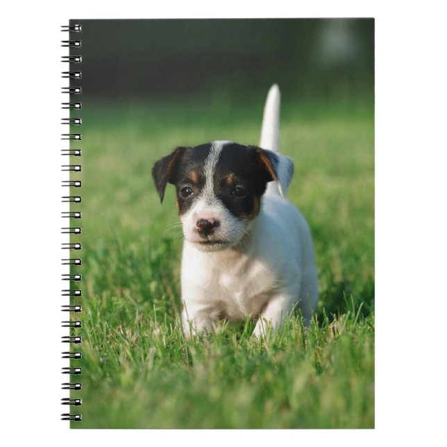 Caderno Espiral Jack Russell Terrier cachorrinho (Frente)