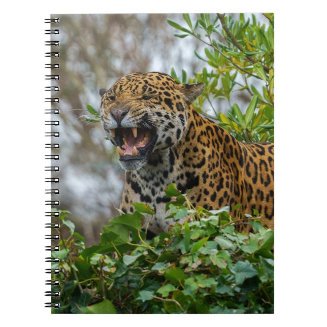 Caderno Espiral Jaguar Growth (Frente)