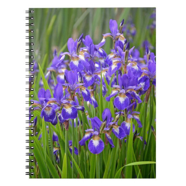 Caderno Espiral Jardim de flores da íris púrpura (Frente)