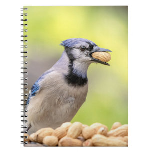 Caderno Espiral Jay azul com amendoim