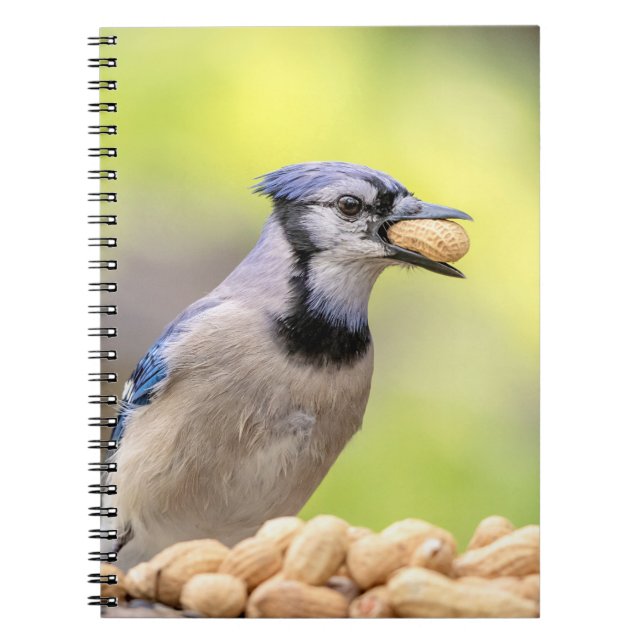 Caderno Espiral Jay azul com amendoim (Frente)
