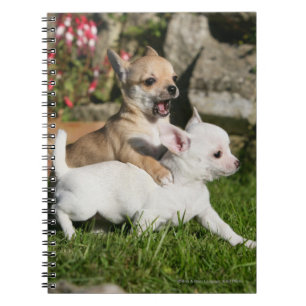 Caderno Espiral Jogo do filhote de cachorro da chihuahua