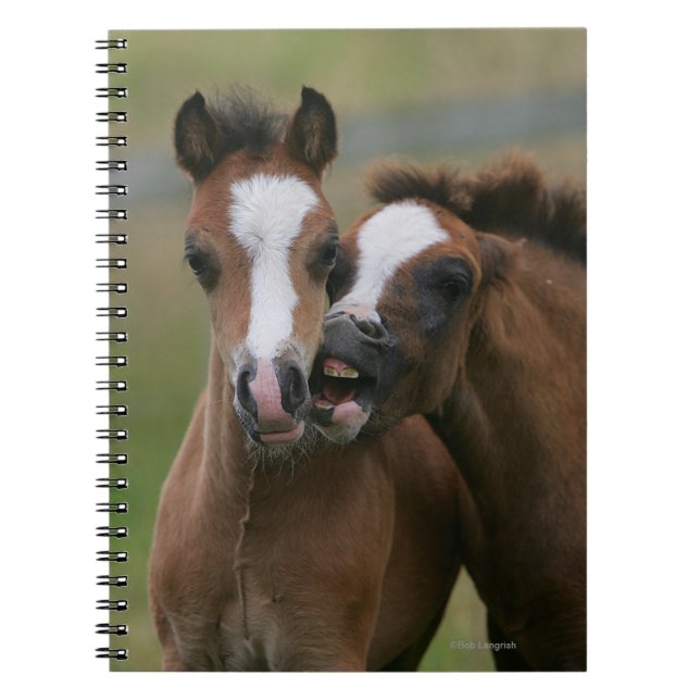 Caderno Espiral Jogo dos potros (Frente)