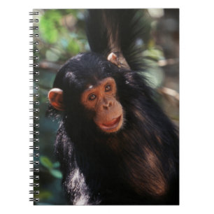 Caderno Espiral Jovem Chimpanzé