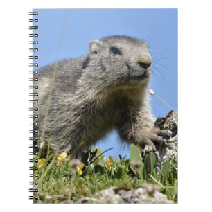 Caderno Espiral Jovem marmota alpina
