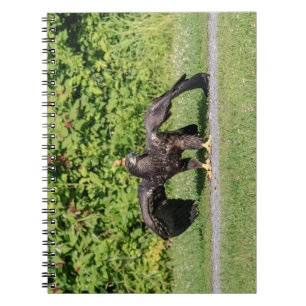 Caderno Espiral Juvenile Bald Eagle