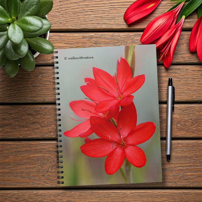 Caderno Espiral Kaffir Lily / River Lily / Hesperantha Coccinea (River Lily Hesperantha Coccinea Journal Cover Photo)