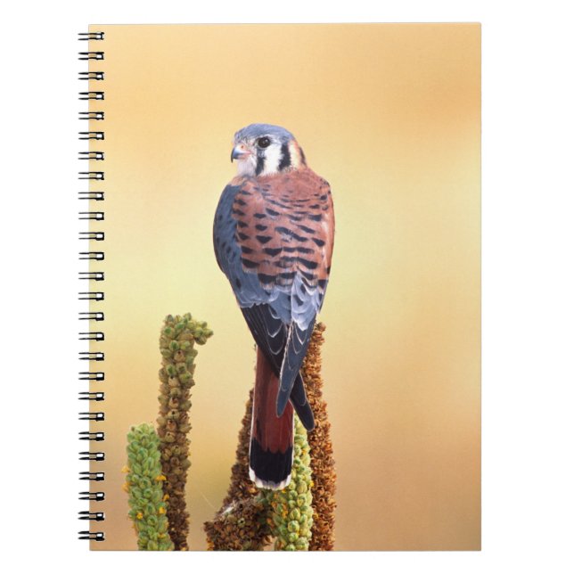 Caderno Espiral Kestrel, Falco sparverius, Nativo para EUA e Canad (Frente)