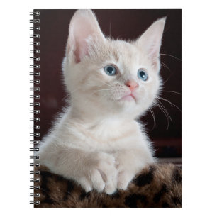 Caderno Espiral Kitten Branco Vulnerável