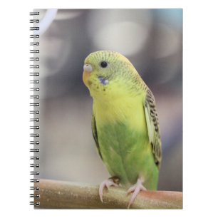 Caderno Espiral Kiwi Burbell
