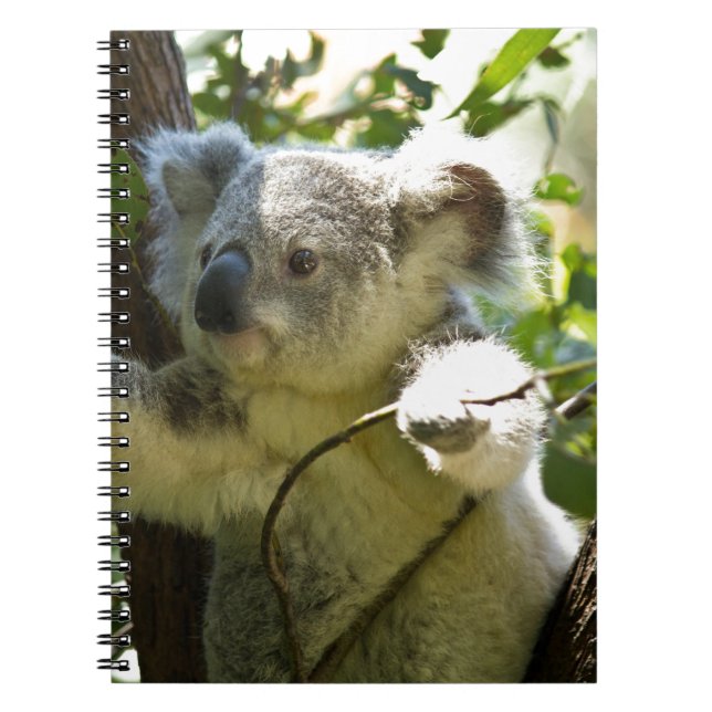 Caderno Espiral koala (Frente)