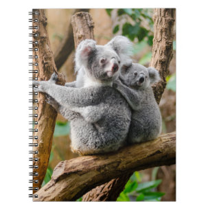 Caderno Espiral Koala com bebê em árvore na Austrália