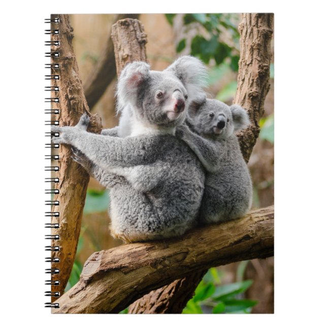 Caderno Espiral Koala com bebê em árvore na Austrália (Frente)