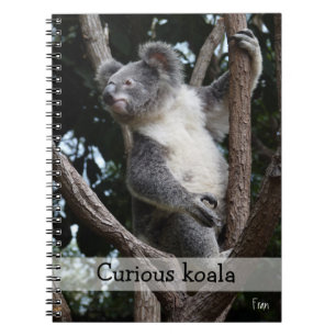 Caderno Espiral koala curiosa