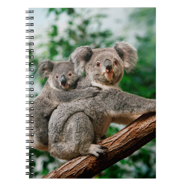Caderno Espiral Koala, phascolarctos cinereus, carregando feminino (Frente)