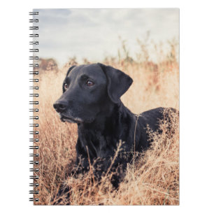 Caderno Espiral Labrador Preto De Grama Seca