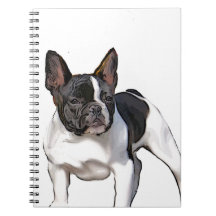 LACUNA FRANCESA PRETA E BRANCA