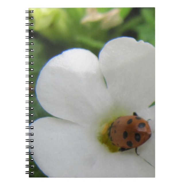 Caderno Espiral Ladybug (Frente)