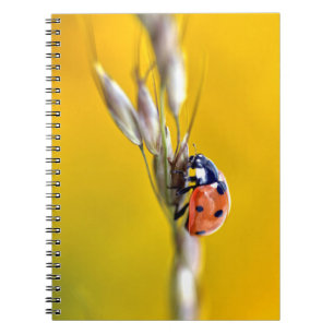 Caderno Espiral Ladybug no cartão-tronco, quebra-cabeça