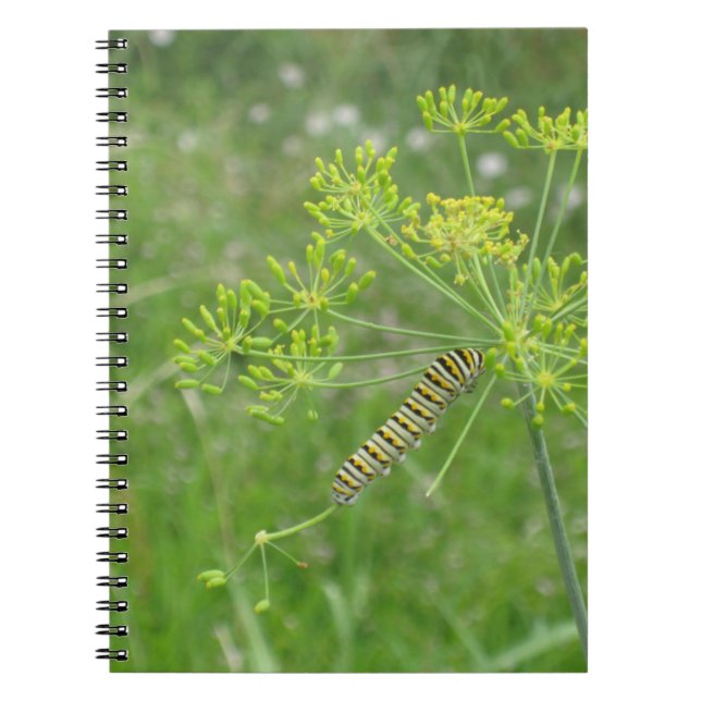 Caderno Espiral Lagarta (Frente)