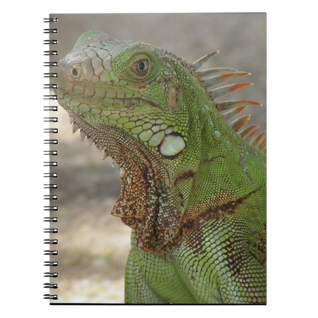 Caderno Espiral Lagarto Lounging (Frente)