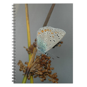 Caderno Espiral Laranja Branco Azul com Borboleta Preta