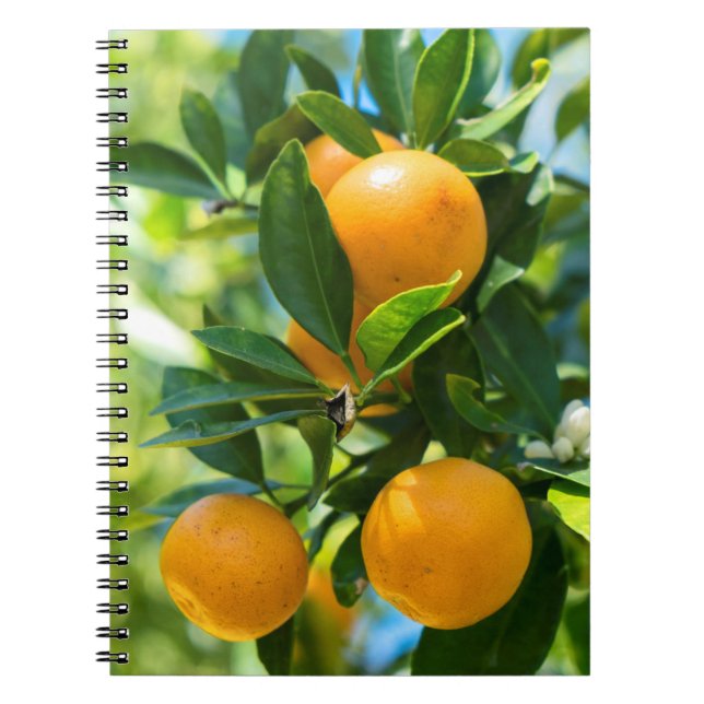 Caderno Espiral Laranjeira em Frutificação (Frente)