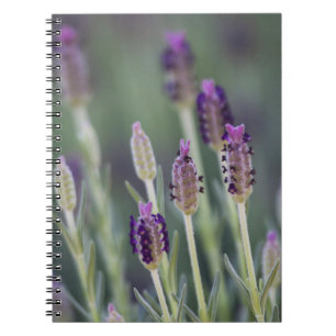 Caderno Espiral Lavanda em Bloom
