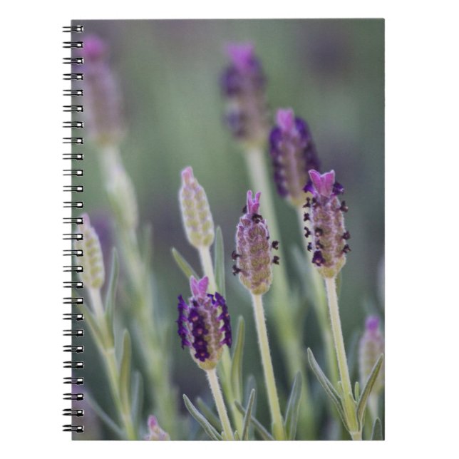 Caderno Espiral Lavanda mexicana (Frente)