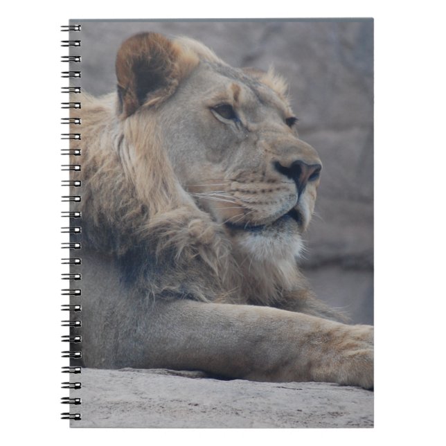 Caderno Espiral Leão Africano (Frente)