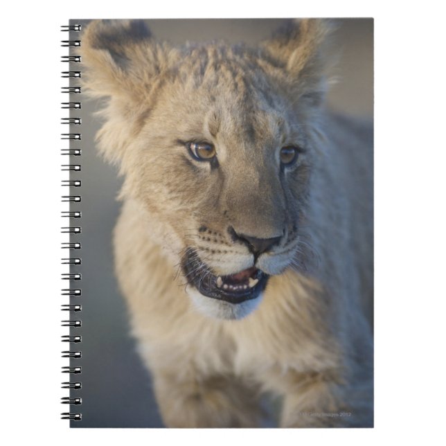 Caderno Espiral Leão Cub (Panthera Leo) | Namíbia (Frente)
