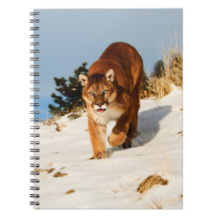 Caderno Espiral Leão de Montanha na colina de neve