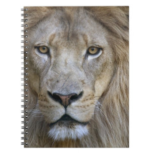 Caderno Espiral Leão macho adulto no Sacramento Zoo, CA