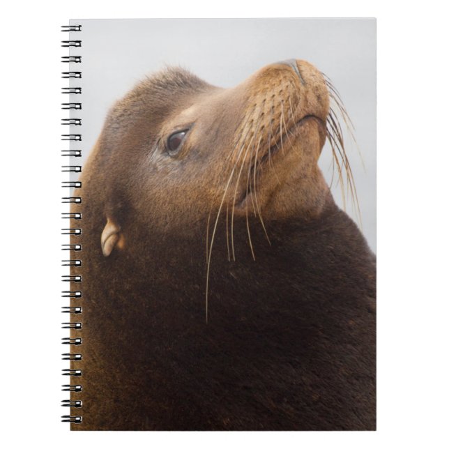 Caderno Espiral Leão-marinho-da-califórnia (Frente)