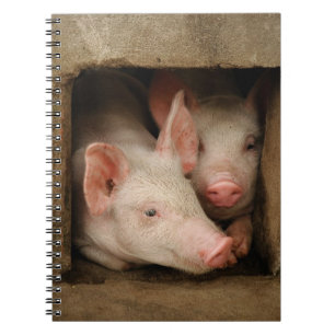 Caderno Espiral Leitão curiosos