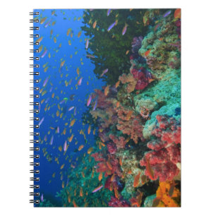 Caderno Espiral Leitões De Leite (Pseudanthias)