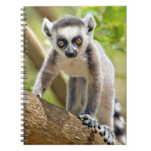 Caderno Espiral Lêmure-bebê de cauda anelada