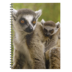 Caderno Espiral Lêmures-de-cauda-anelada (Lemur catta) Mãe e bebê.